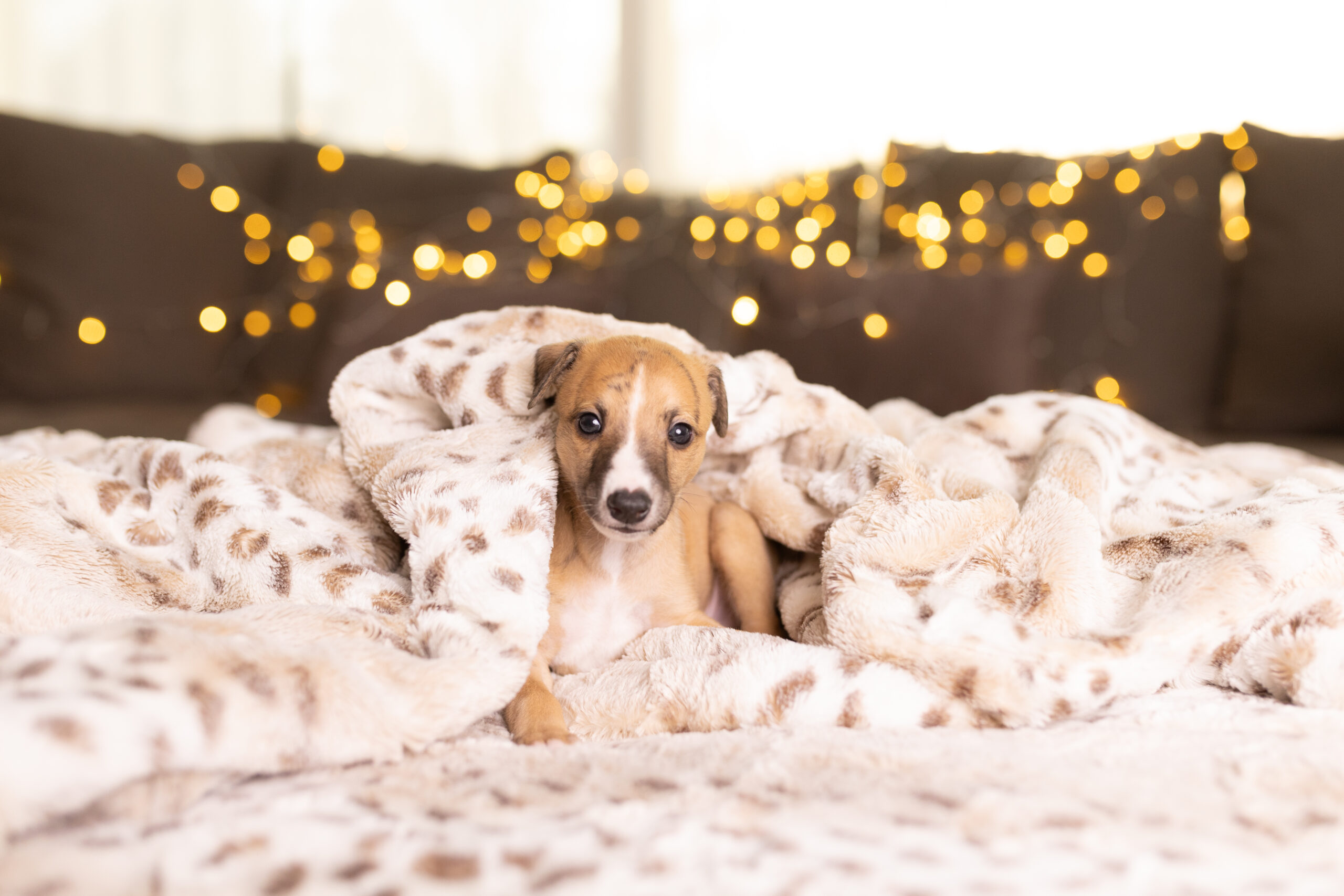 Cuddle Up Kuscheldecke zuhause auf dem Sofa