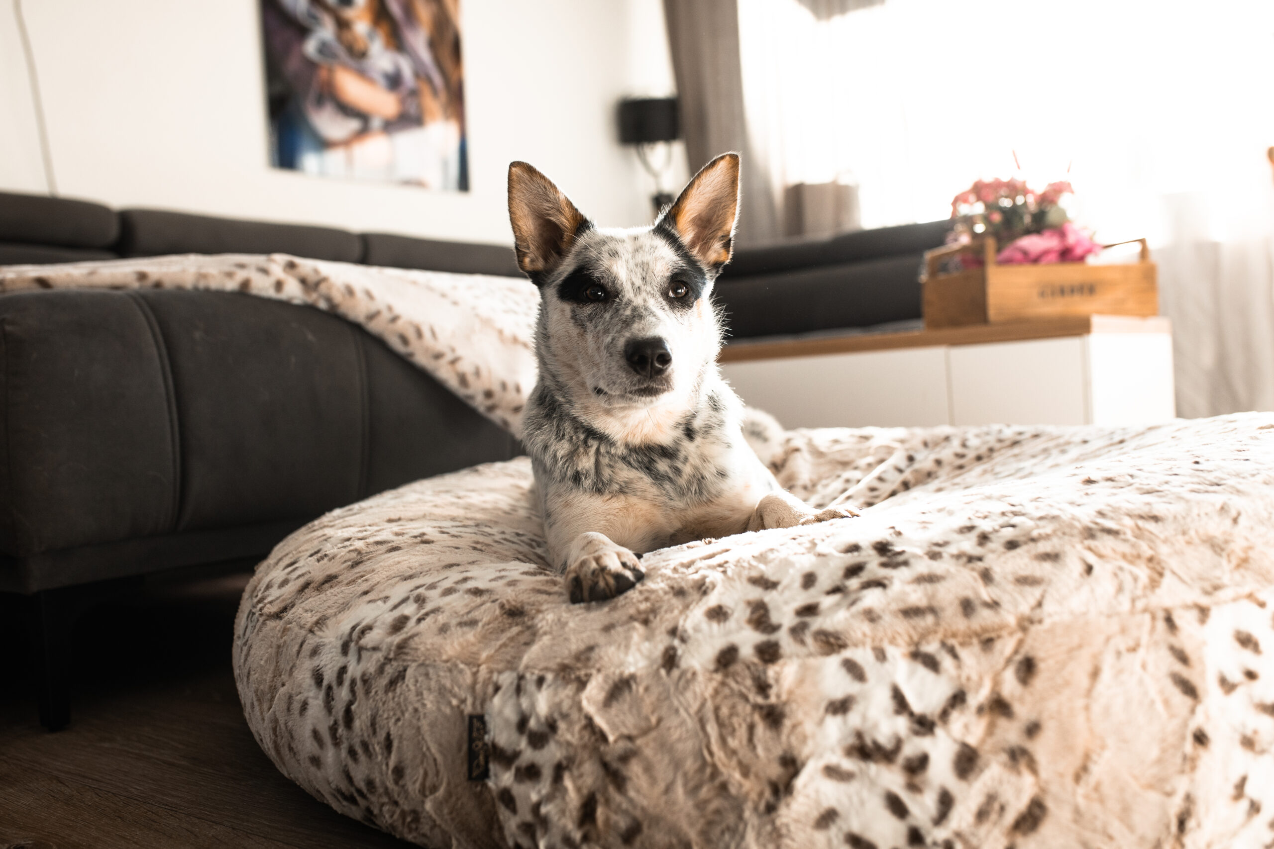 CozyCover für Flocke Hundebett